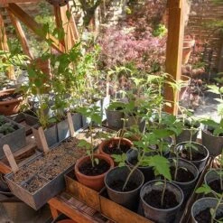 Galvanised Tray With 12 Grow Pods 10 Galvanised Tray With 12 Grow Pods -Plants Shop pr2000037486 card6 lg