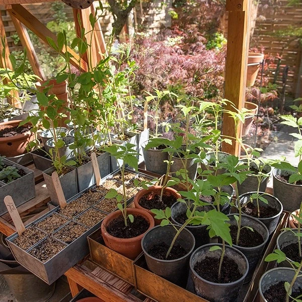 Galvanised Tray With 12 Grow Pods 5 Galvanised Tray With 12 Grow Pods - Image 5