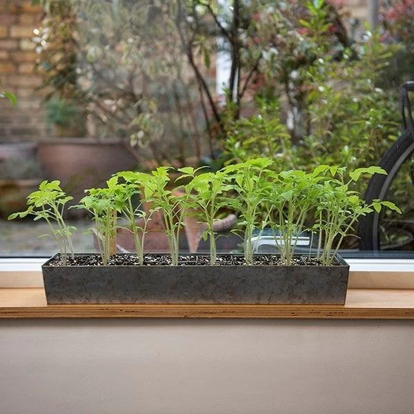Galvanised Tray With 16 Grow Pods 6 Galvanised Tray With 16 Grow Pods - Image 6