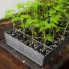 Galvanised Tray With 24 Grow Pods