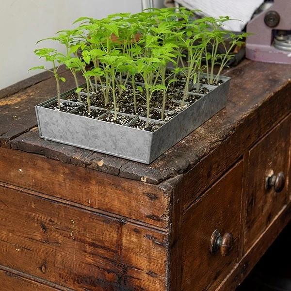 Galvanised Tray With 24 Grow Pods 5 Galvanised Tray With 24 Grow Pods - Image 5