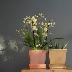 Square Copper Pot And Saucer 9 Square Copper Pot And Saucer -Plants Shop pr2000037495 card4 lg