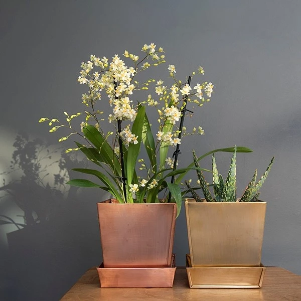 Square Brass Pot And Saucer 3 Square Brass Pot And Saucer - Image 3