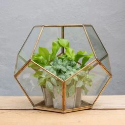 Pentagon Terrarium With Tray Base -Plants Shop pr2000037499 card4 lg