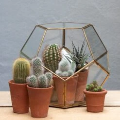 Pentagon Terrarium With Tray Base -Plants Shop pr2000037499 card5 lg