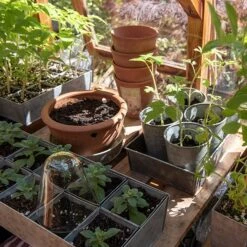 Galvanised Tray With 12 Large Grow Pods 13 Galvanised Tray With 12 Large Grow Pods -Plants Shop pr2000037508 card7 lg