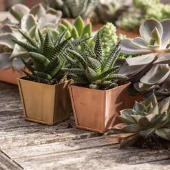 Brass Pots - Set Of 6 11 Brass Pots - Set Of 6 -Plants Shop pr2000037511 card4 lg