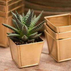 Brass Pots - Set Of 6 15 Brass Pots - Set Of 6 -Plants Shop pr2000037511 card8 lg