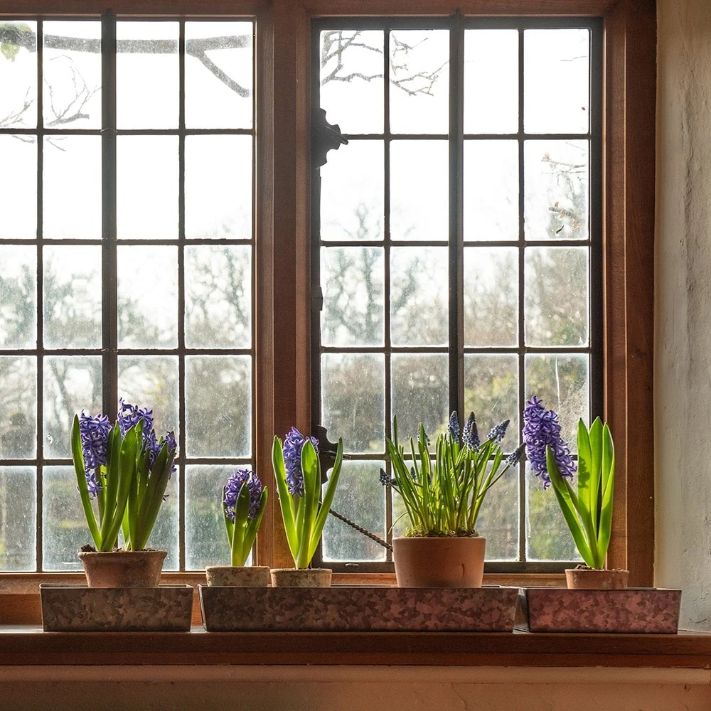 Grow Trays Landscape - Set Of 3 2 Grow Trays Landscape - Set Of 3 - Image 2