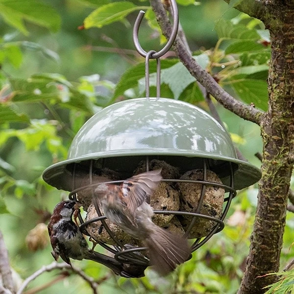 Birdie Fat Snax Feeder - Crocus Green 4 Birdie Fat Snax Feeder - Crocus Green - Image 4