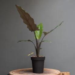 Charcoal Metal Plant Pot Cover With Enamel Interior -Plants Shop pr2000037568 card3 lg