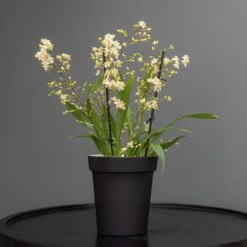 Charcoal Metal Plant Pot Cover With Enamel Interior -Plants Shop pr2000037568 card6 lg