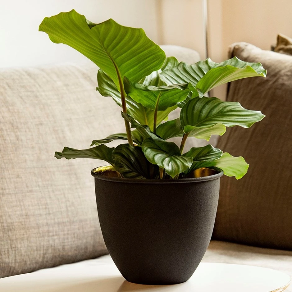 Matt Black Pot Cover With Polished Brass Interior 1 Matt Black Pot Cover With Polished Brass Interior