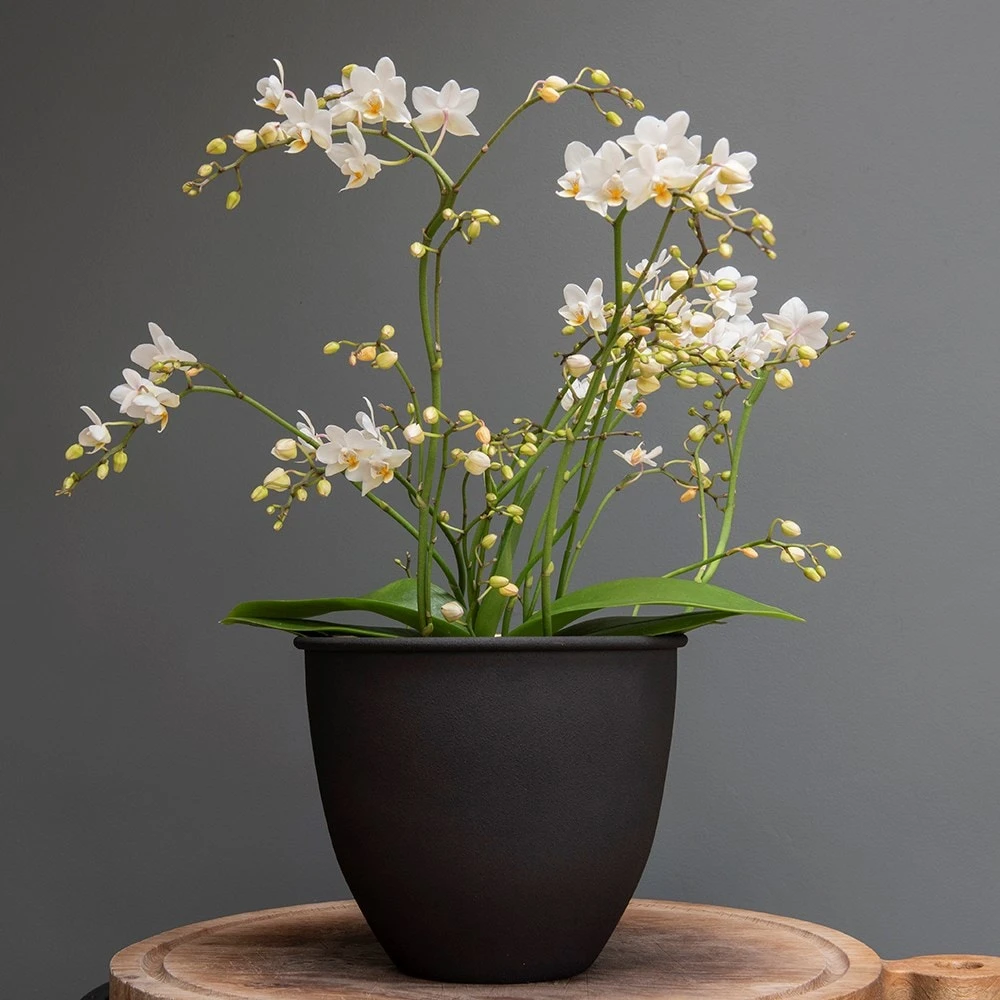 Matt Black Pot Cover With Polished Brass Interior 2 Matt Black Pot Cover With Polished Brass Interior - Image 2