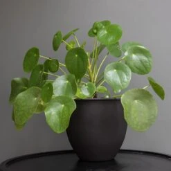 Matt Black Pot Cover With Polished Brass Interior 6 Matt Black Pot Cover With Polished Brass Interior -Plants Shop pr2000037570 card3 lg