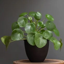 Matt Black Pot Cover With Polished Brass Interior 7 Matt Black Pot Cover With Polished Brass Interior -Plants Shop pr2000037570 card4 lg