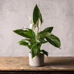 Cement Style Plant Pot - Light Grey