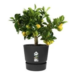 Greenville Round Pot Black 7 Greenville Round Pot Black -Plants Shop pr2000038224 card4 lg