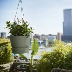 Greenville Hanging Basket Green -Plants Shop pr2000038231 card3 lg