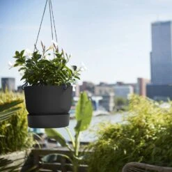 Greenville Hanging Basket Black -Plants Shop pr2000038232 card3 lg