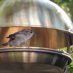 Brushed Brass Hanging Bird Feeding Dome -Plants Shop pr2000040684 card5 lg