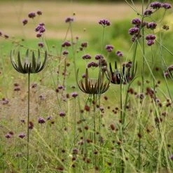 Flower Stake Tealight Holder - Antique Bronze -Plants Shop pr2000040769 card7 lg