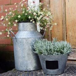 Galvanised Milk Churn 4 Galvanised Milk Churn -Plants Shop pr2000041000 card2 lg