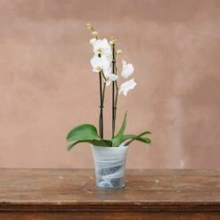 Recycled Glass Flared Orchid Pot - White