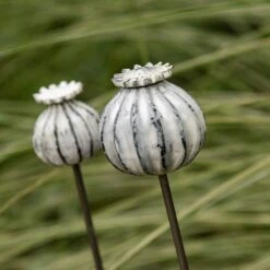 Plants Shop -Plants Shop pr2000041720 card2 lg