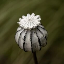 Perennial Plant/bulb Marking Stake Poppy Seed Head 10 Perennial Plant/bulb Marking Stake Poppy Seed Head -Plants Shop pr2000041720 card4 lg