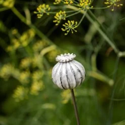 Perennial Plant/bulb Marking Stake Poppy Seed Head 12 Perennial Plant/bulb Marking Stake Poppy Seed Head -Plants Shop pr2000041720 card6 lg