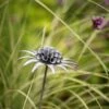 Scabiosa 'deadhead' Stake - Aged Zinc