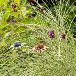 Scabiosa 'deadhead' Stake - Rust -Plants Shop pr2000041723 card5 lg