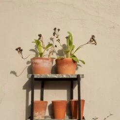 Wall Plant Display -Plants Shop pr2000041734 card5 lg