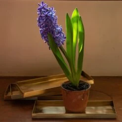 Brass Trays / Shelves - Set Of 4 7 Brass Trays / Shelves - Set Of 4 -Plants Shop pr2000041737 card4 lg