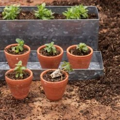 Galvanised Box With Ten Grow Pots -Plants Shop pr2000041739 card7 lg