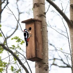 Woodpecker House