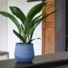 Handthrown Terracotta Plant Pot - Blue