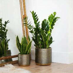Steel Embossed Plant Pot - Gold 5 Steel Embossed Plant Pot - Gold -Plants Shop pr2000044668 card3 lg
