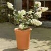 Terracotta Tall Flowerpot