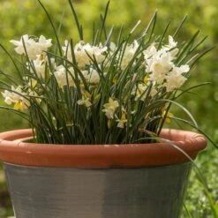 Grey Kitchen Planter -Plants Shop pr2000044988 card3 lg