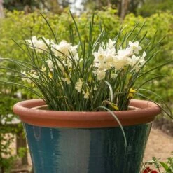 Dark Teal Kitchen Planter -Plants Shop pr2000044992 card3 lg