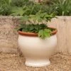 Ivory Bellied Planter