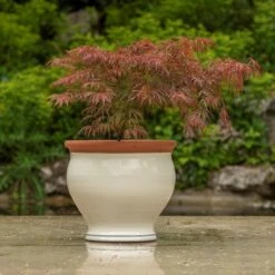 Ivory Bellied Planter -Plants Shop pr2000045026 card5 lg