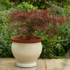 Ivory Bellied Planter -Plants Shop pr2000045026 card6 lg