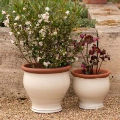 Ivory Bellied Planter -Plants Shop pr2000045026 card7 lg