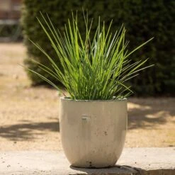 Glazed Ceramic Pot - White 11 Glazed Ceramic Pot - White -Plants Shop pr2000046300 card3 lg