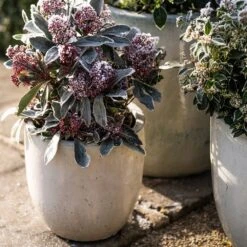 Glazed Ceramic Pot - White 13 Glazed Ceramic Pot - White -Plants Shop pr2000046300 card5 lg