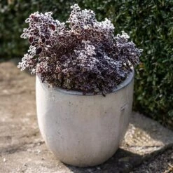 Glazed Ceramic Pot - White 14 Glazed Ceramic Pot - White -Plants Shop pr2000046300 card6 lg