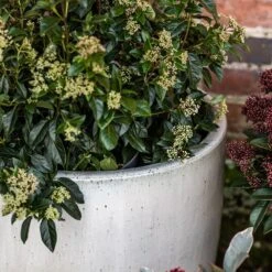 Glazed Ceramic Pot - White 16 Glazed Ceramic Pot - White -Plants Shop pr2000046300 card8 lg